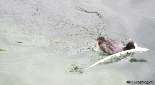 Duckling in Lake Lucerne